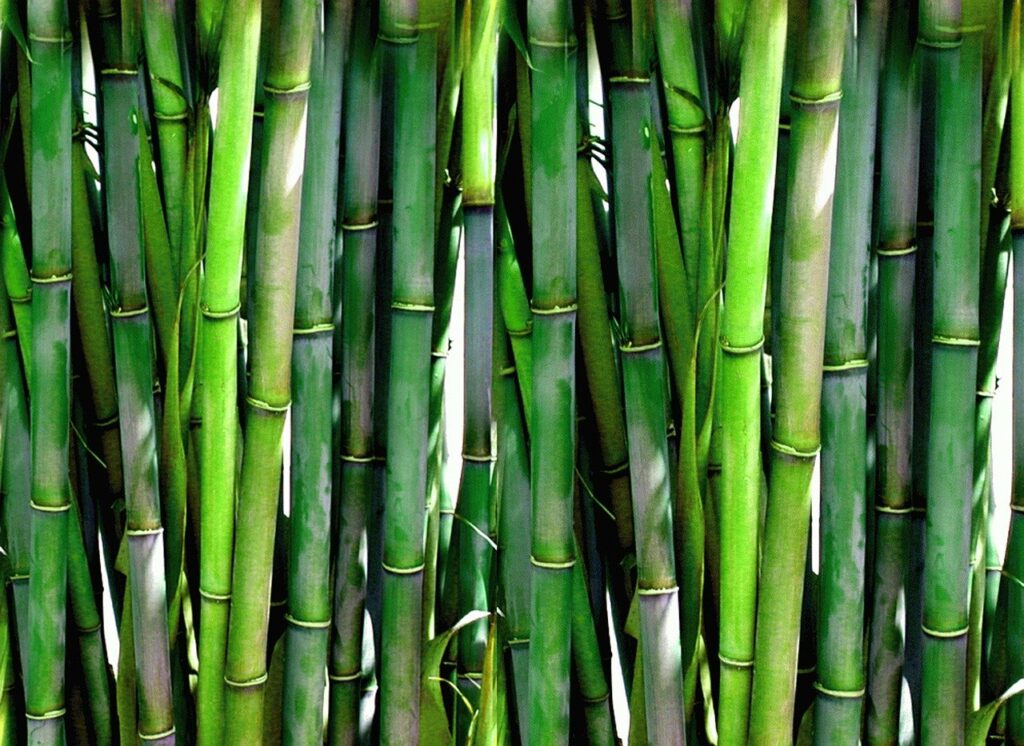bamboo, forest, green-20936.jpg